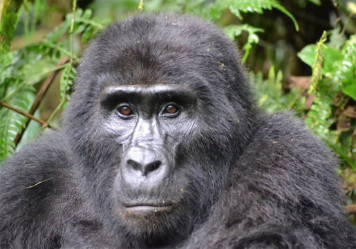 Los gorilas exhiben complejas estructuras sociales territoriales