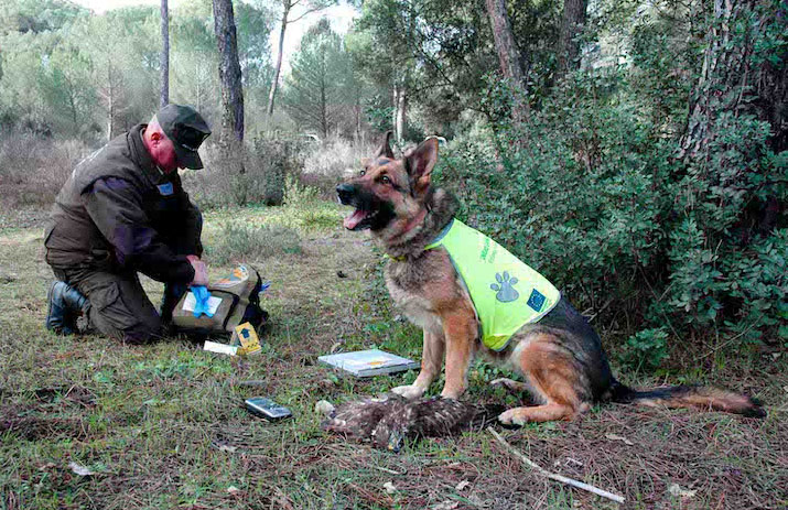 La Junta de Andalucía reactiva una unidad canina para luchar contra los venenos que amenazan la fauna