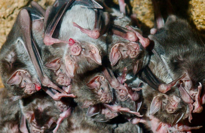 Los murciélagos evitan el contacto con otros ante las enfermedades