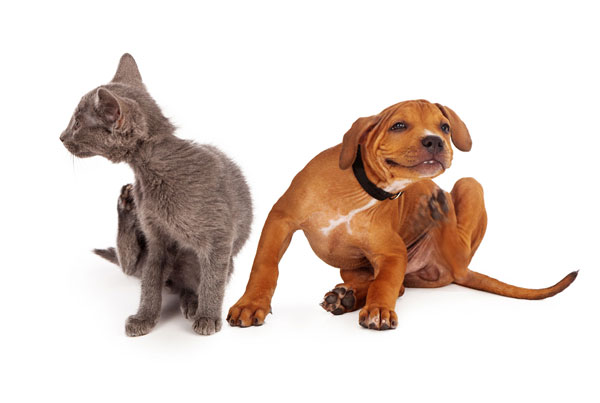 Parásitos externos en perros y gatos