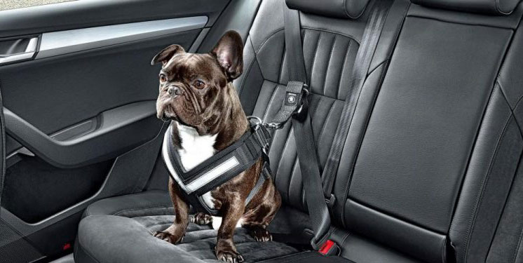 Como debemos viajar con nuestro perro en el coche