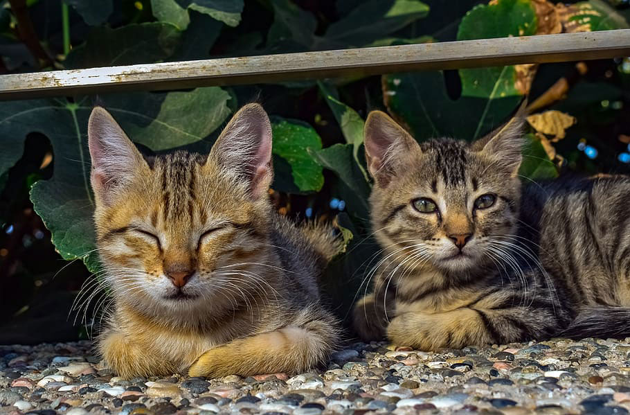 Situación de las colonias felinas tras el estado de alarma