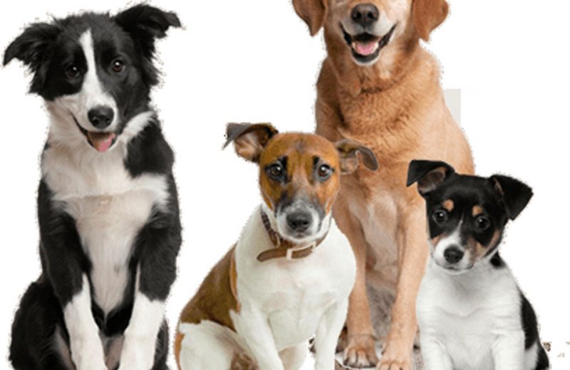 ¿Cuáles son las razas de perro medianas más populares?