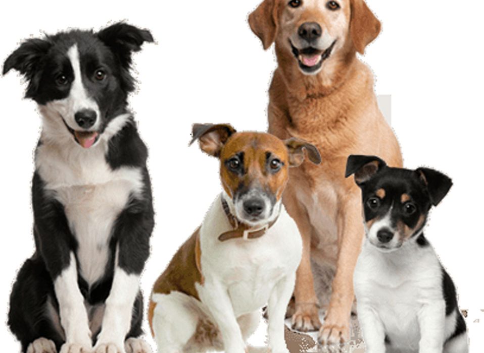 ¿Cuáles son las razas de perro medianas más populares?