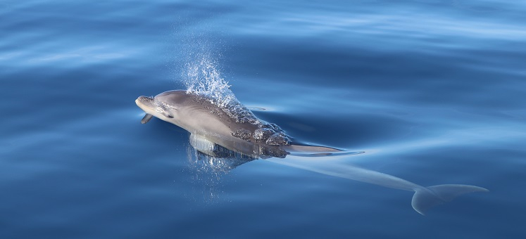 Tursiops investigará el ruido submarino y su afección sobre el delfín mular en las islas Pitiusas