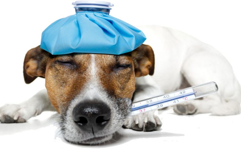 Cómo saber si tu perro está enfermo