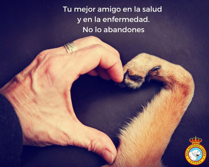 La Real Sociedad Canina lanza una campaña antiabandono de mascotas tras el confinamiento