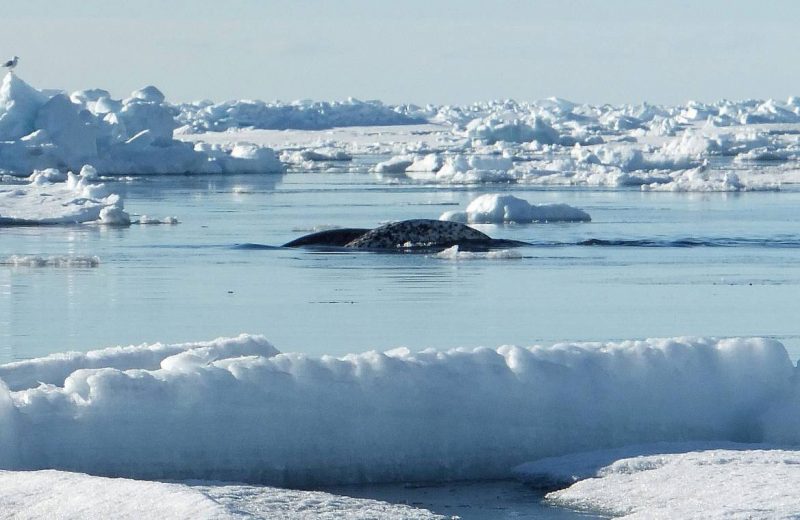 Los narvales están cambiando sus patrones de migración por la retirada del hielo marino