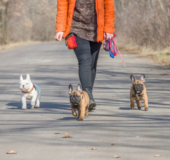 La a RSCE recomienda aumentar los paseos de los perros de forma progresiva