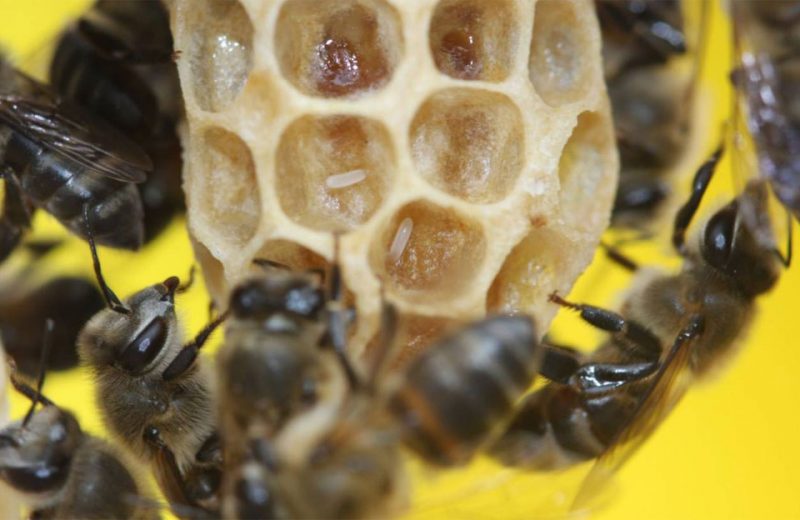 Así se reproducen sin sexo las abejas sudafricanas