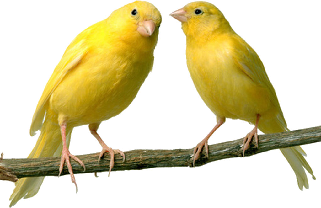 El canario, una ave muy apreciada por su canto