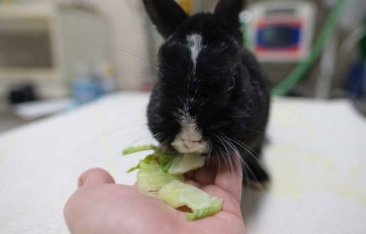 Conejo comiendo de la mano