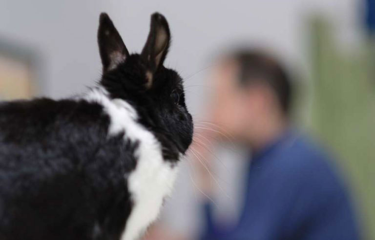 ¿Los conejos reconocen a las personas?