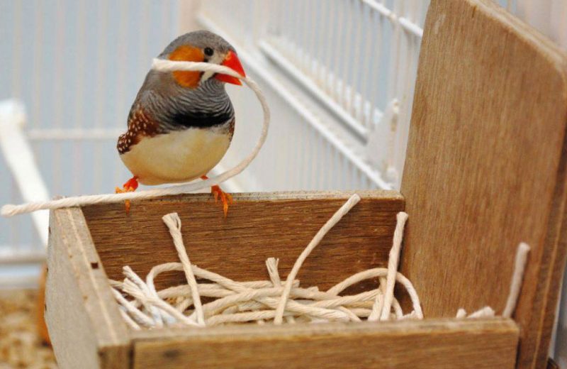 Este pájaro construye su nido en función de sus primeras vivencias