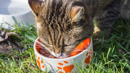 Alimentar a nuestro gato - Gato comiendo lata