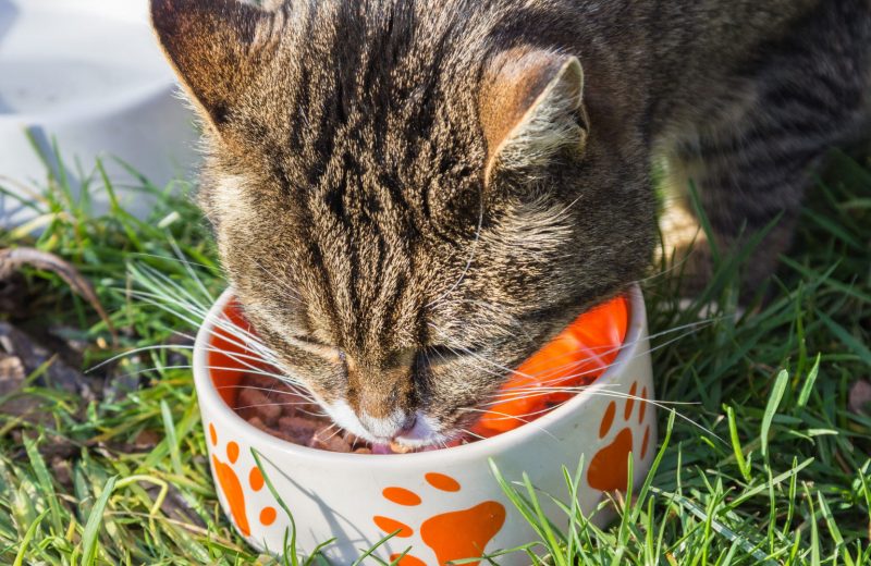 ¿Cuál es la alimentación adecuada para un gato?