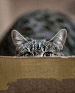 Gatos en cajas