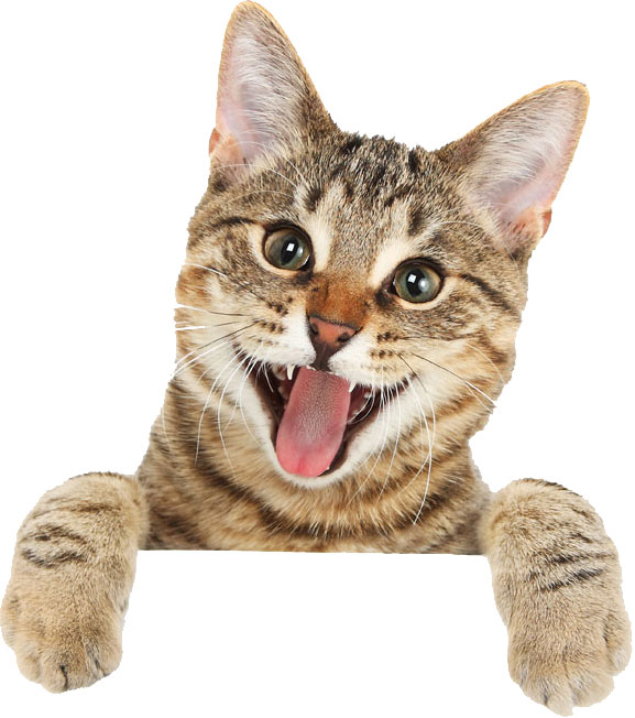 Vídeos de gatos graciosos, ¿por qué nos gustan tanto?