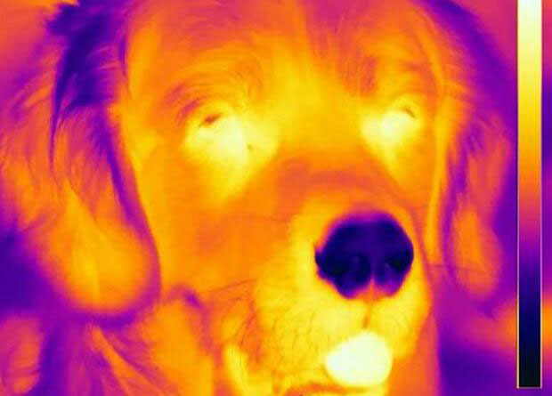 Tu perro puede detectar temperatura a distancia con ayuda de su frío hocico