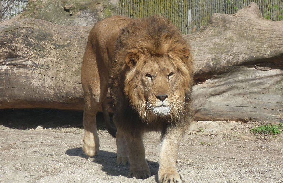 La historia evolutiva de los leones, al descubierto
