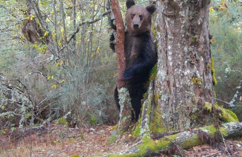 El oso pardo vuelve poco a poco a Galicia