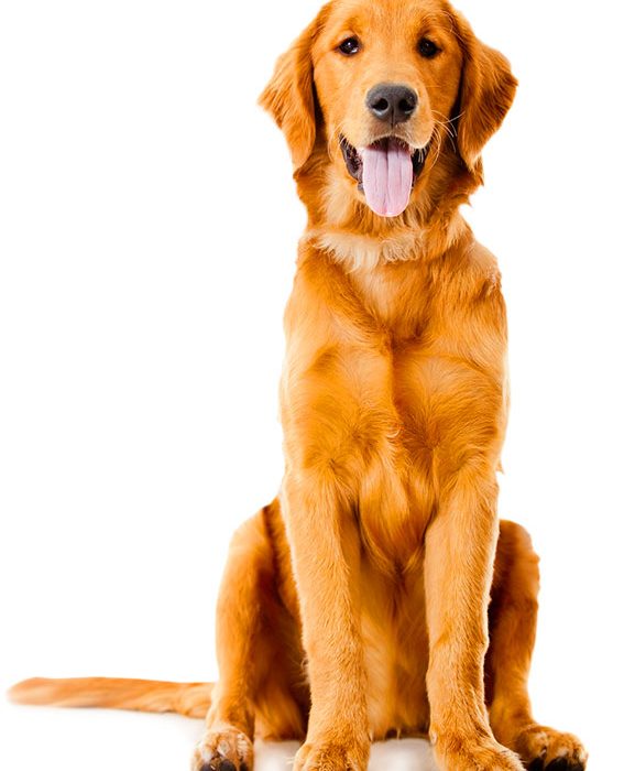 Estudio sobre la epilepsia canina que ayuda a los propietarios