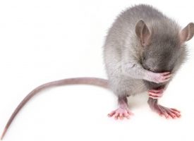 Las ratas pueden identificar el «cumpleaños feliz»