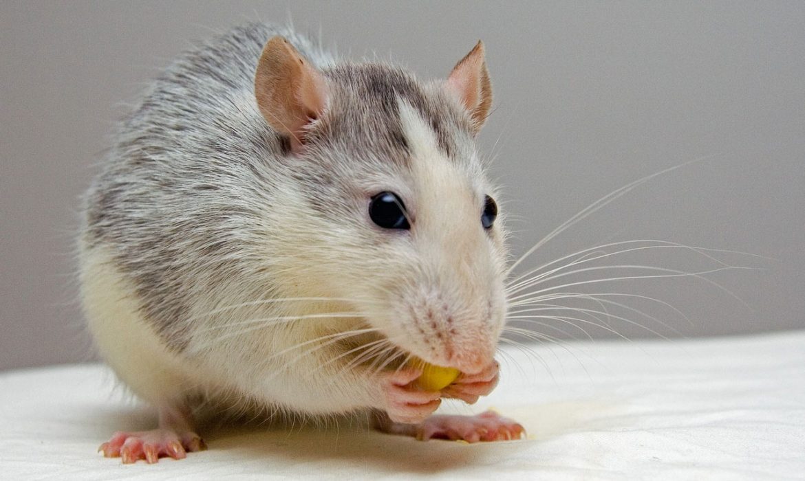 Ratas domésticas: grandes desconocidas como mascotas