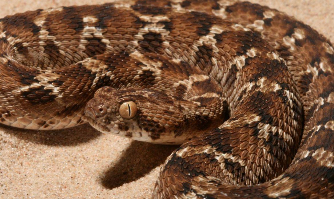 Un nuevo tratamiento de intervención temprana podría neutralizar el veneno de las serpientes