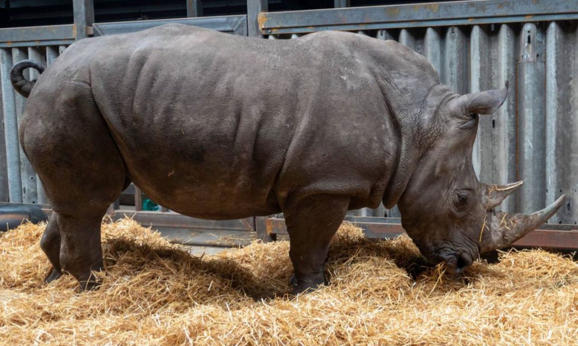 La reproducción asistida brinda una nueva esperanza a los rinocerontes blancos del norte