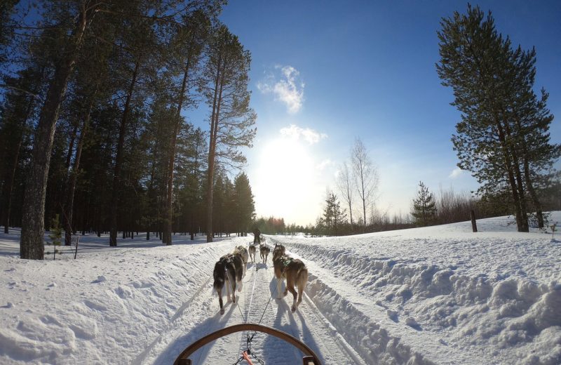 Los perros de trineo aparecieron hace 9.500 años en Siberia