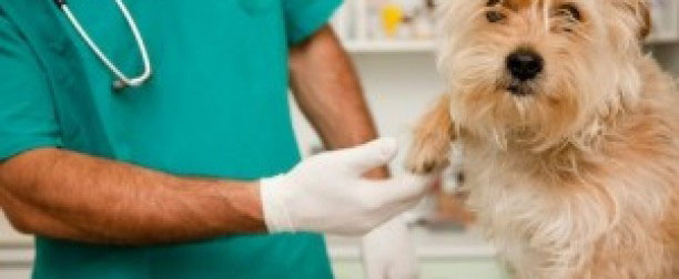 ¡Alerta con las espigas! Pueden causar lesiones graves a nuestros perros