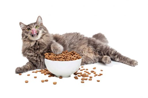 Alimentación en gatos adultos