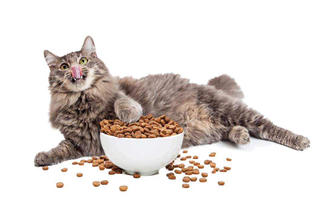 Alimentación gatos adultos