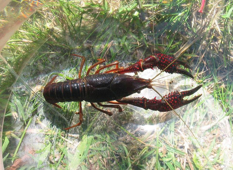 La invasión del cangrejo rojo americano en la Península ha sido mediada por el humano