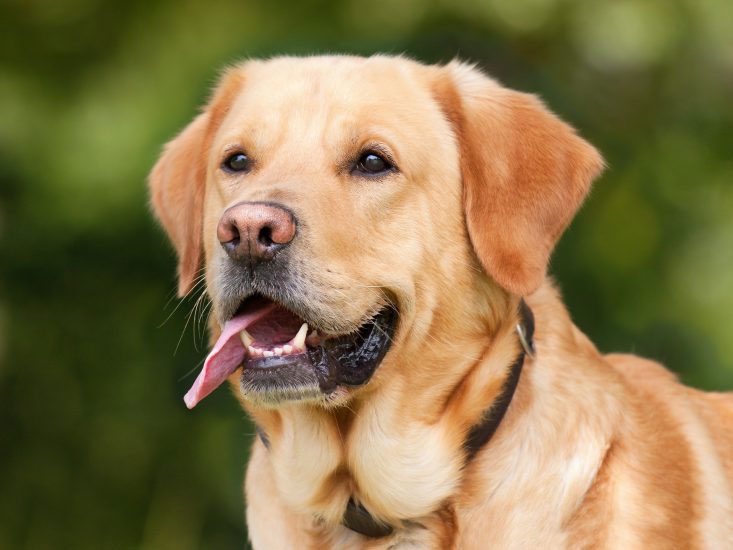 Más del 90% de los perros abandonados en España no están identificados con microchip