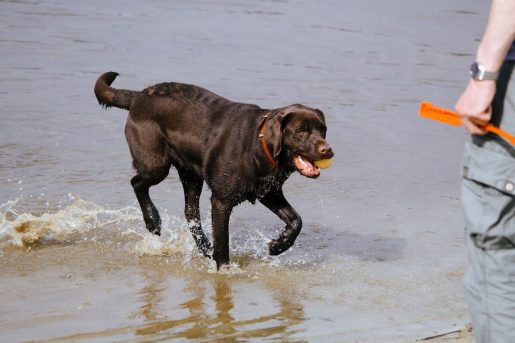 Labrador jugando playa