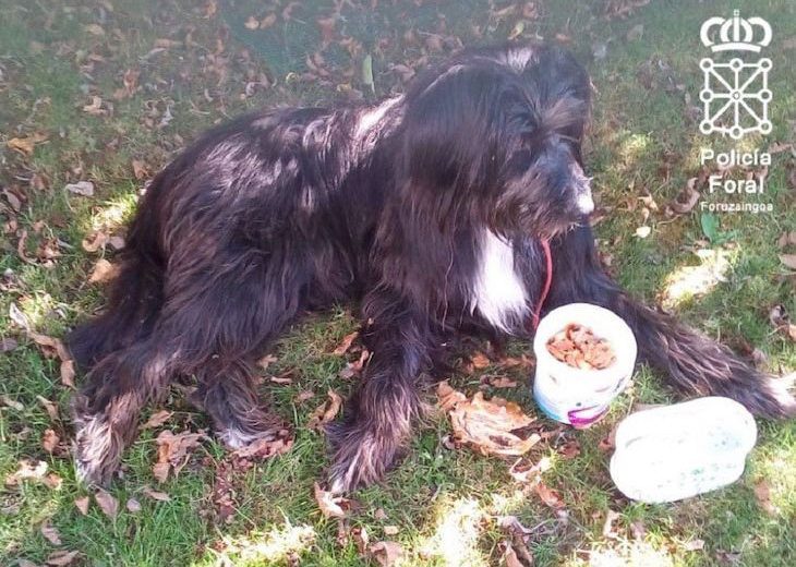 Un perro es abandonado después del estado de alarma por un «animal humano»