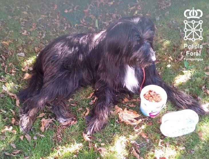 Un perro es abandonado después del estado de alarma por un «animal humano»