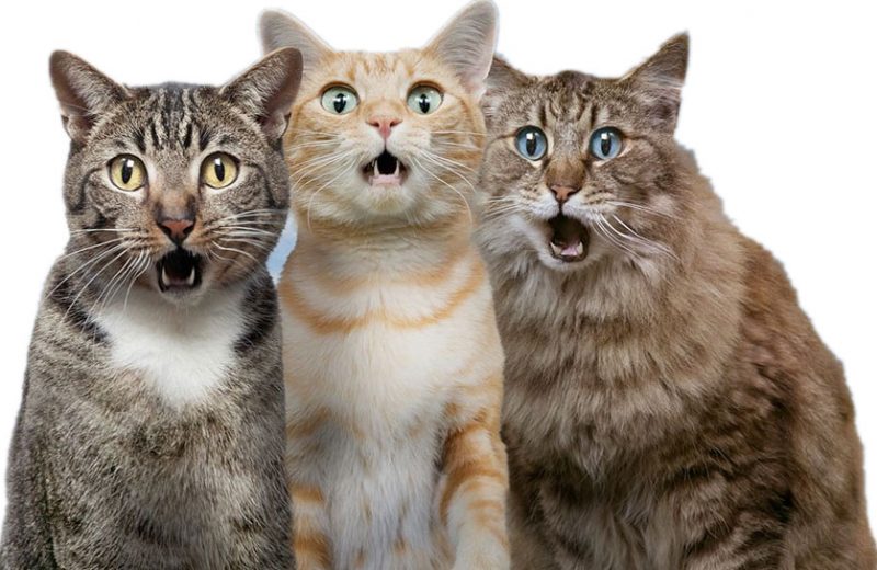 «Lenguas de gato», el programa que triunfa en la radio exclusivo de felinos