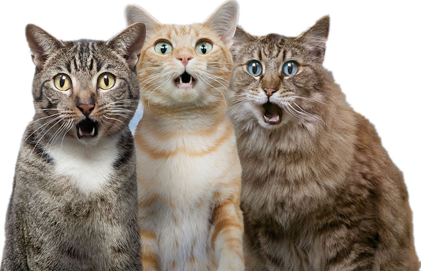 «Lenguas de gato», el programa que triunfa en la radio exclusivo de felinos