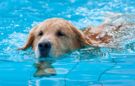 Perro en piscina