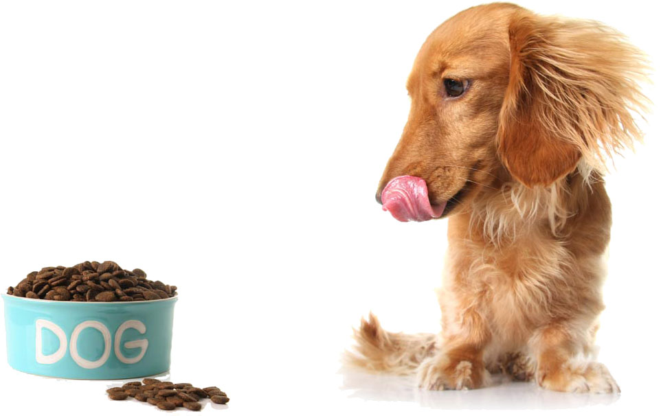 Beneficios de una buena alimentación en perros