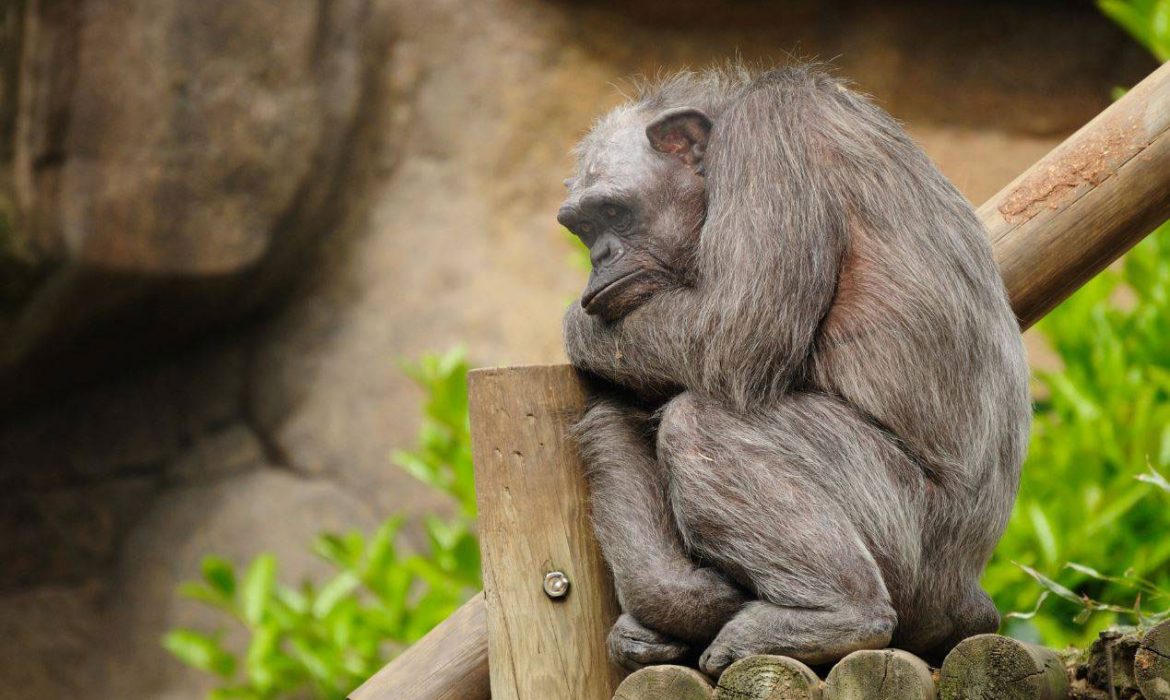Las canas no reflejan la edad de los chimpancés