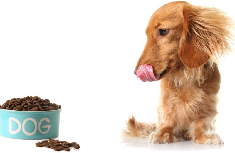 Los perros muestran preferencias gustativas por sus alimentos