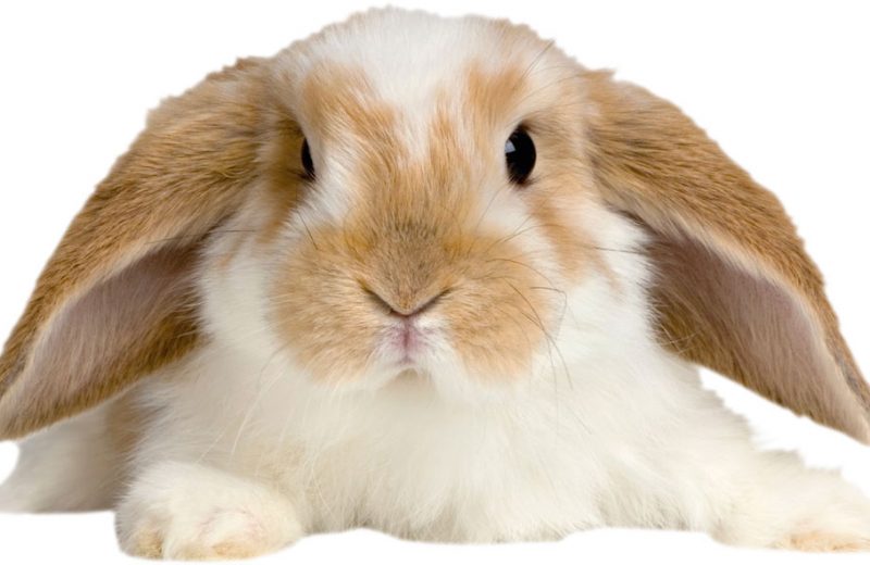 Los conejos de orejas caídas son más propensos a sufrir problemas de oído y dentales