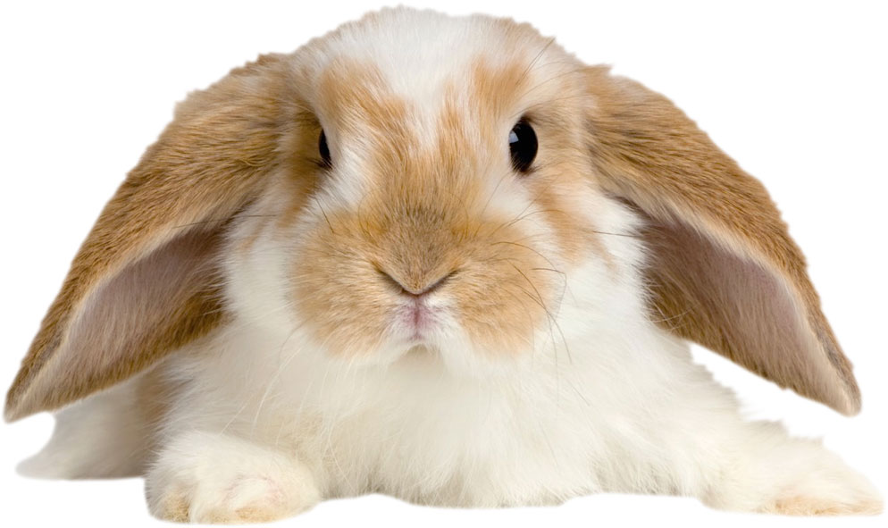Los conejos de orejas caídas son más propensos a sufrir problemas de oído y dentales
