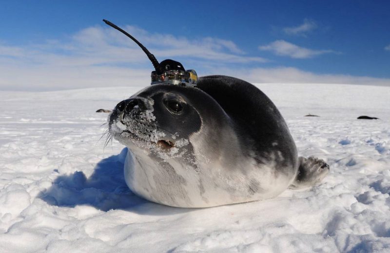 Las focas ayudan a descubrir desconocidas corrientes del océano Antártico