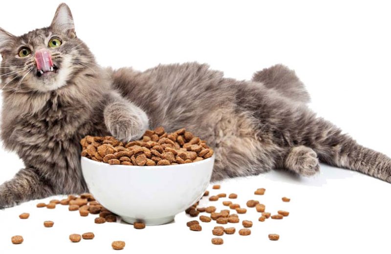 Requerimientos nutricionales según la edad del gato