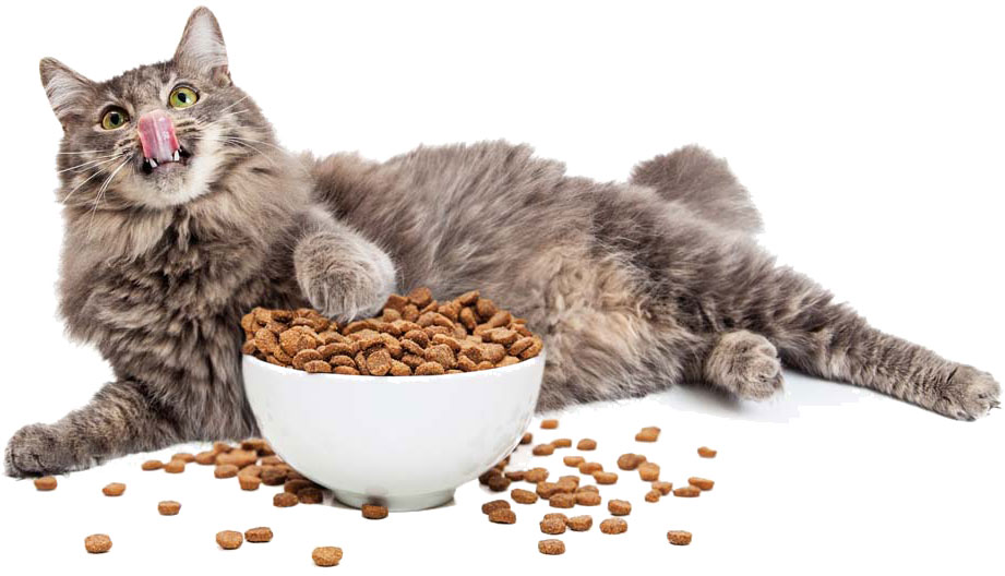 Requerimientos nutricionales según la edad del gato